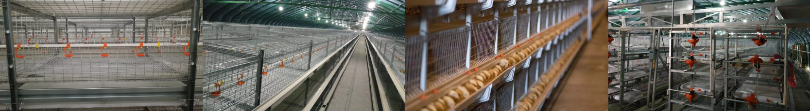 Factory direct selling price cheap quality chicken and duck automatic drinking water wholesale manufacture