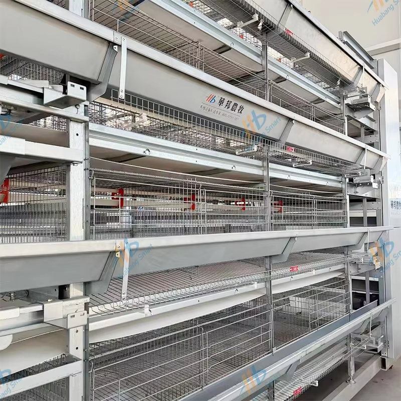 Jak zvýšit efektivitu v chovu drůbeže pomocí automatizace