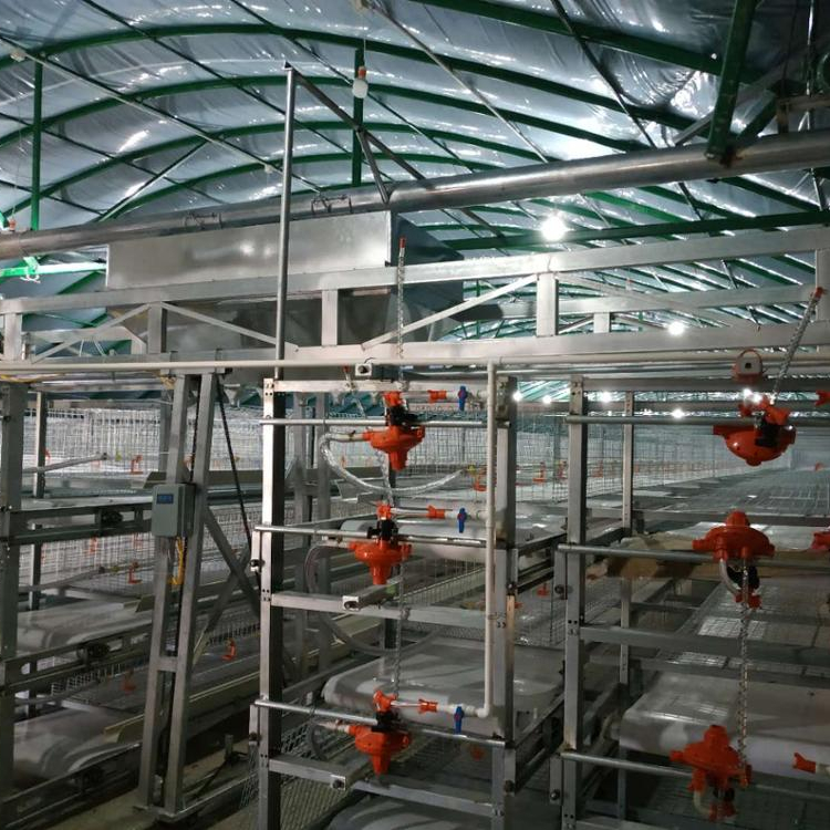Výhody výrobky broiler kuřát v klecích pro velkém měřítku