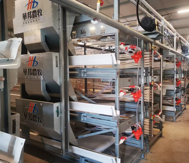 Hvordan velge pålitelig kyllingbur for effektiv fjørfeproduksjon?