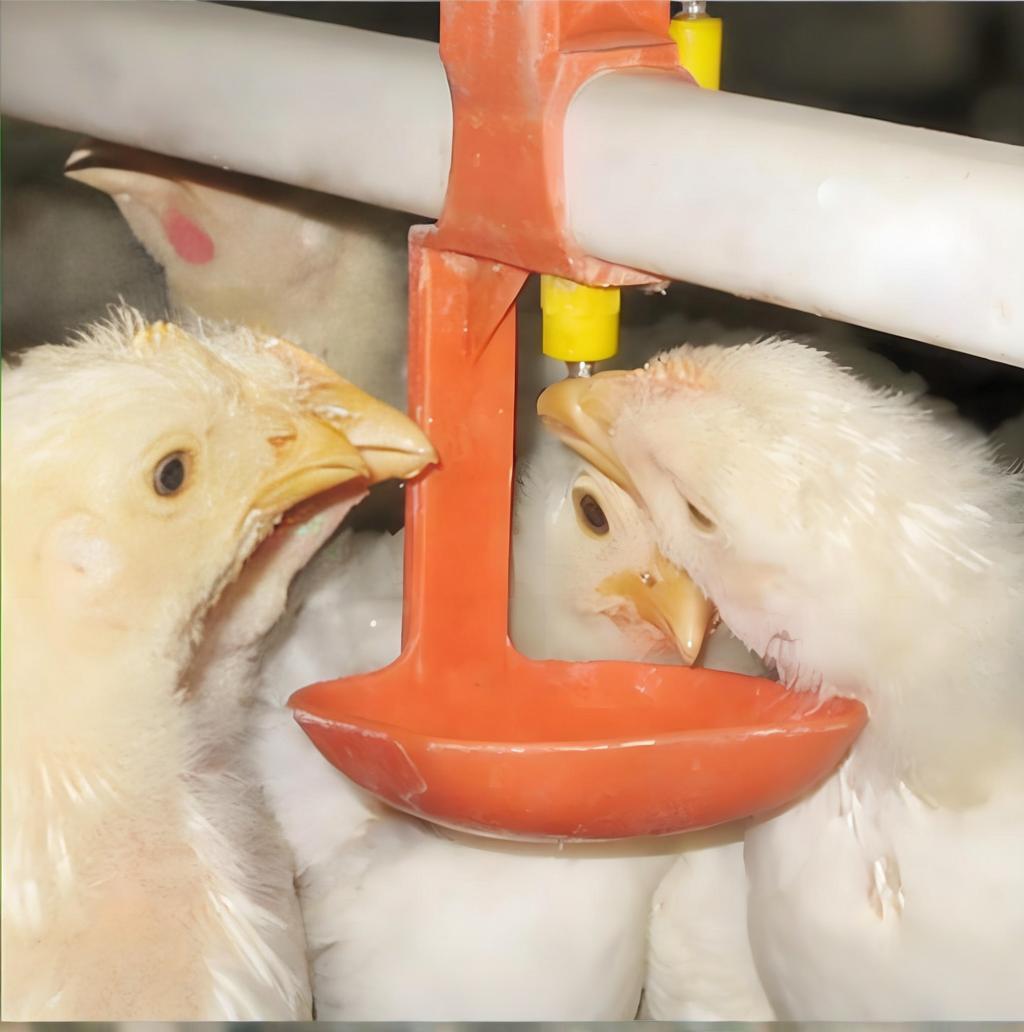Avansert automatisering for effektiv fjørfarming