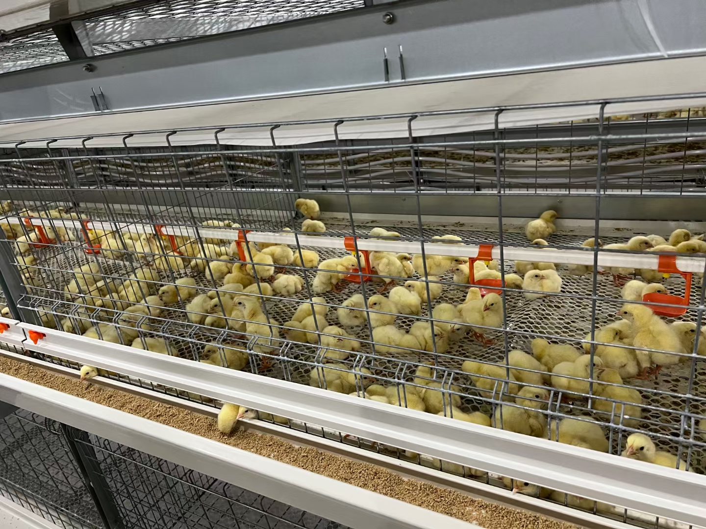 Zásadní role systémů na teplo v drůbežích farmách