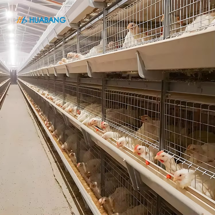 Bagong awtomatikong sistema ng pag-aanak ng manok H-type na awtomatikong broiler cage poultry breeding cage system