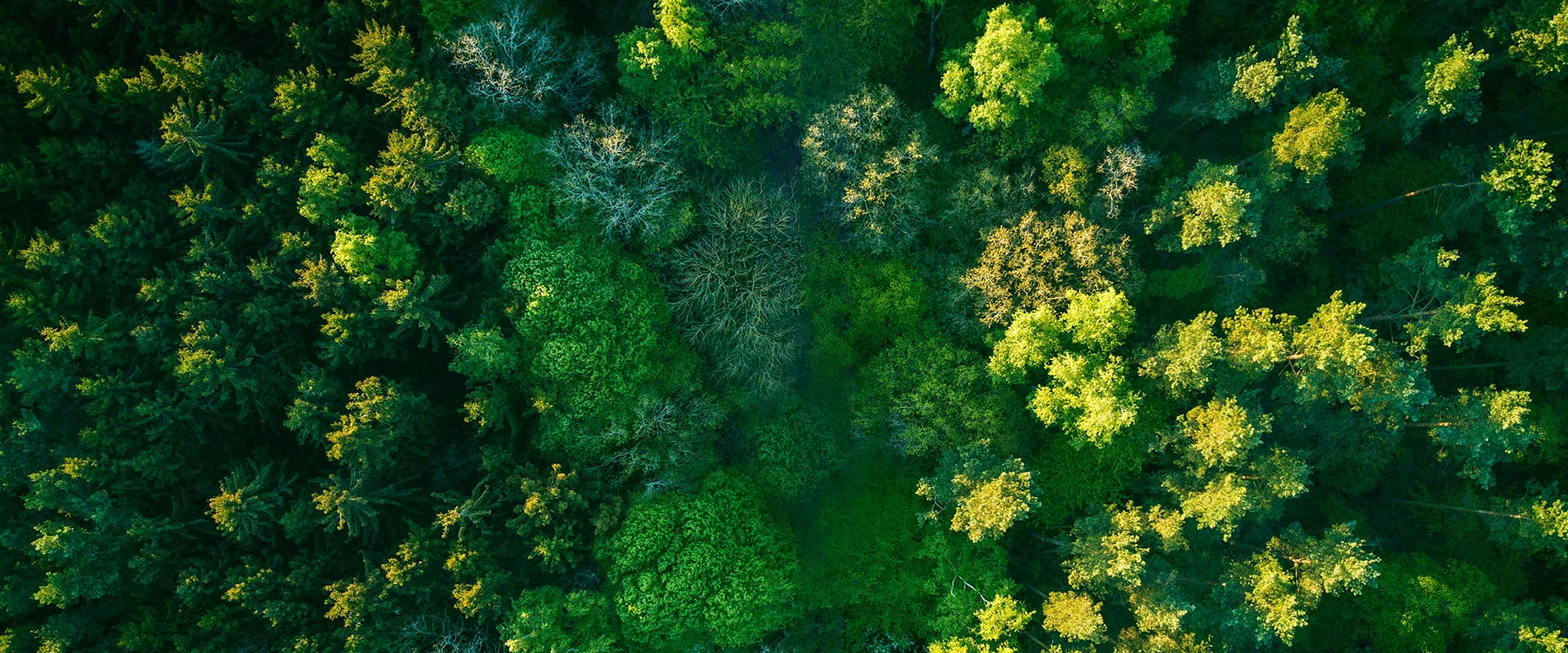 BIODEGRADABLE