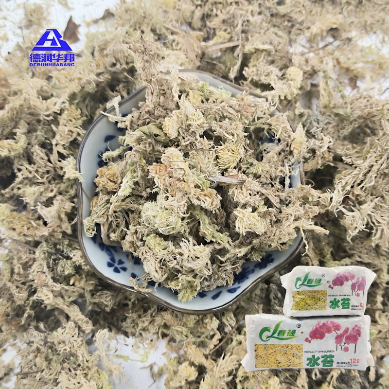 Μούχλα Sphagnum για βιώσιμη διαβίωση, κυκλική οικονομία, πράσινη διακόσμηση, διατήρηση υγρασίας, φιλική προς το περιβάλλον καλλιέργεια, πορώδης δομή, ικανότητα συγκράτησης νερού, φυτική διαρρύθμιση, βιοαποδομήσιμη συσκευασία, εσωτερική πρασινάδα
