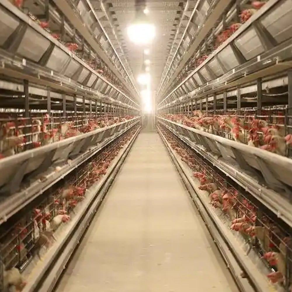 broiler chicks drinking from nipple drinking system