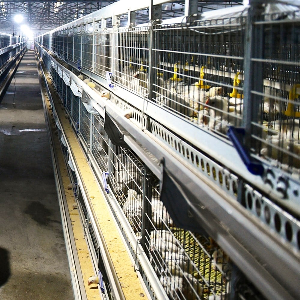 feeding and drinking line detail