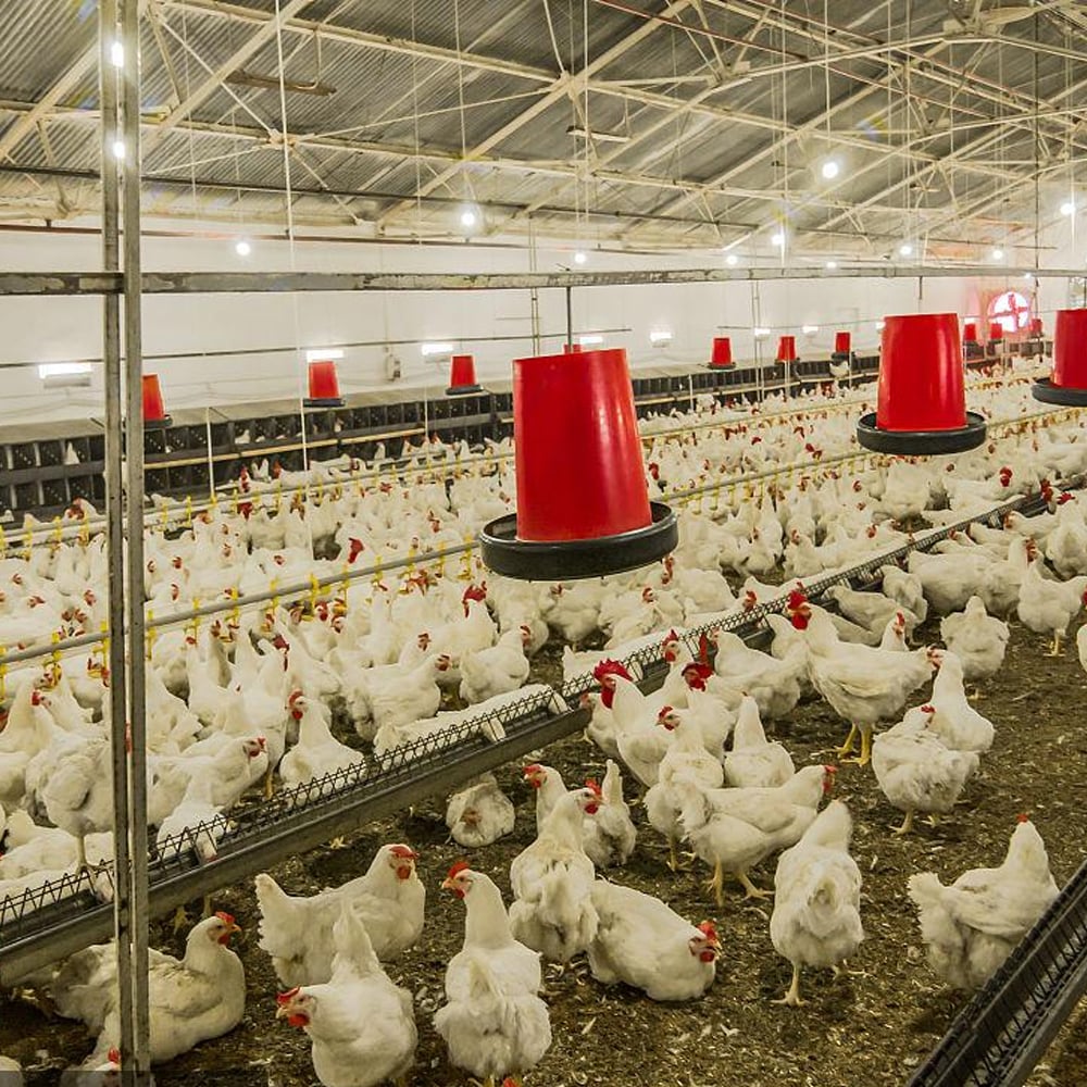 Automatic pan feeding line for breeder chicken floor rearing