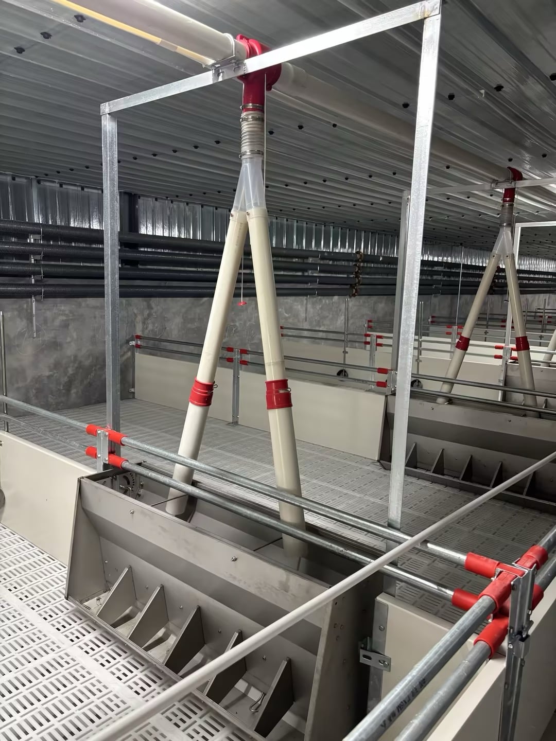 Stainless steel feed trough in the sow house