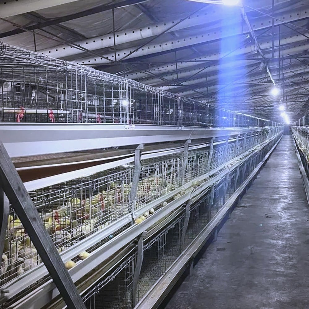 broiler cage house long aisle