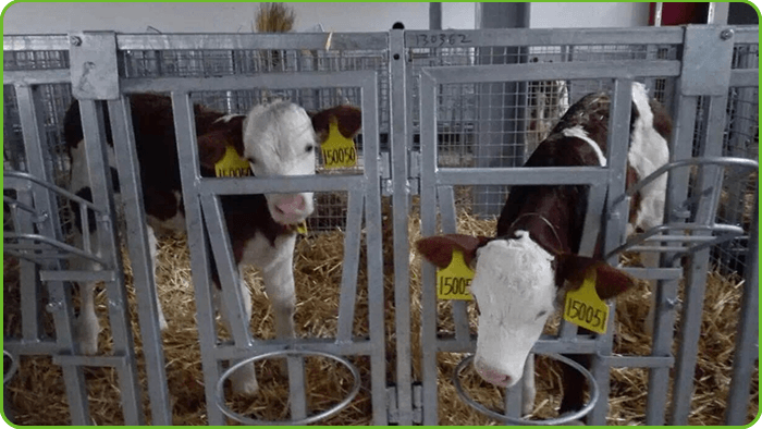 Calf Pen