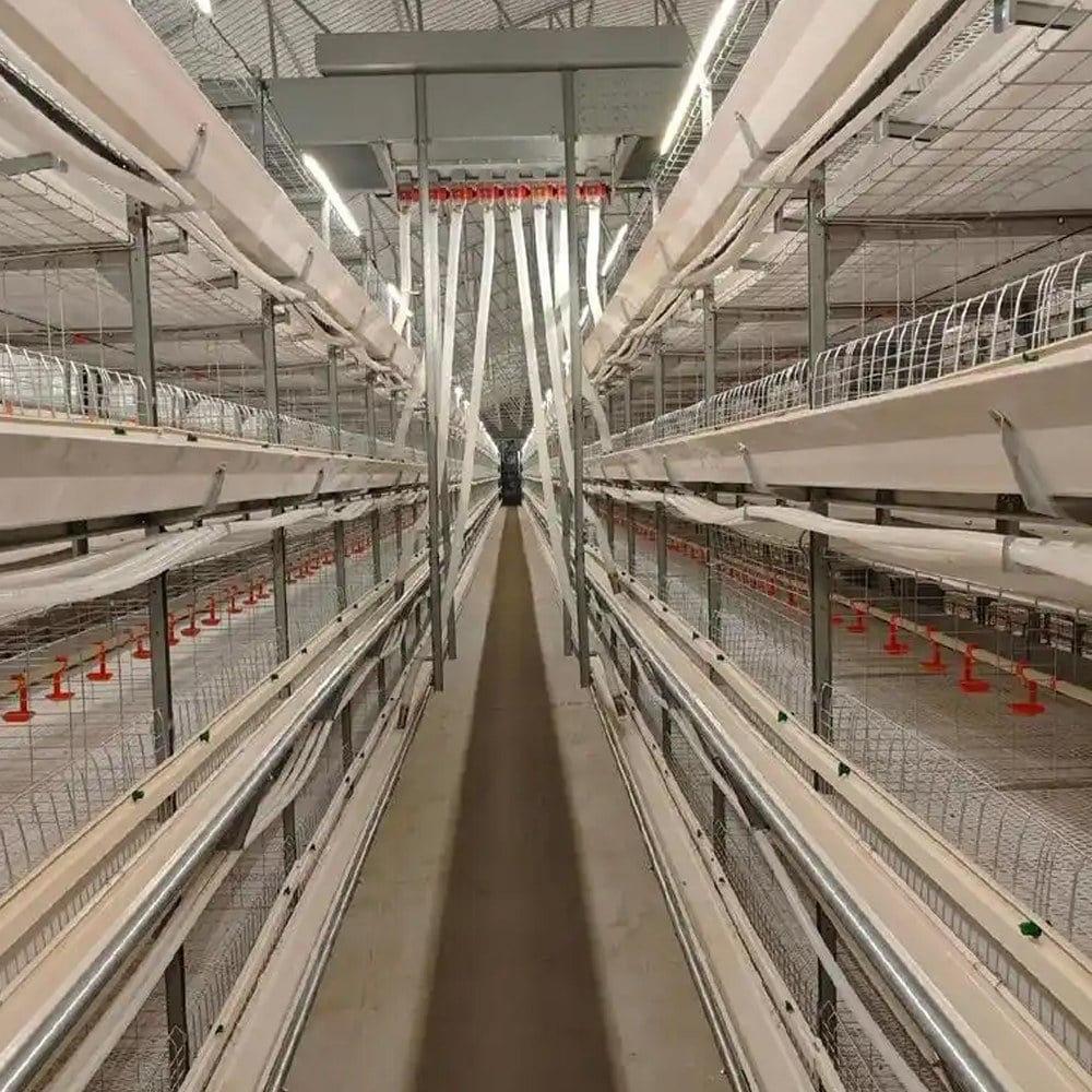 multi-tier broiler cage system in poultry house