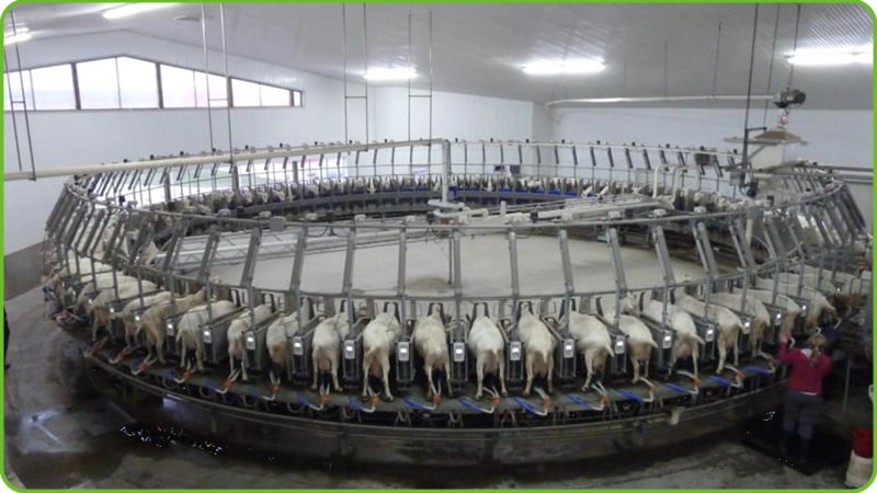 Sheep farm equipment project
