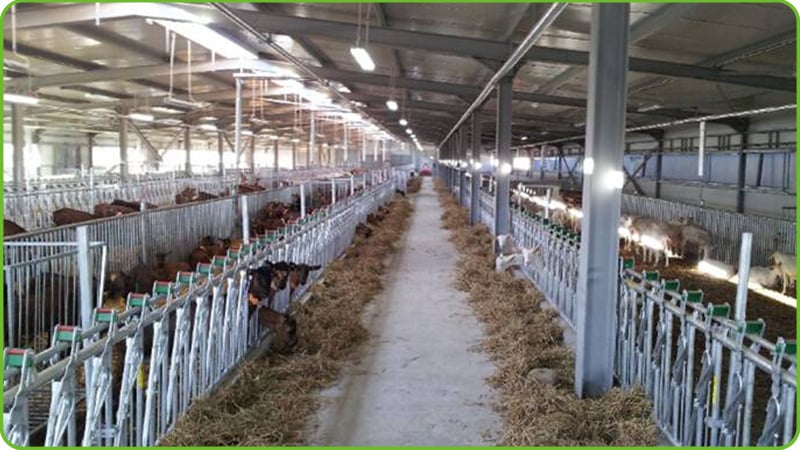 Fully automated sheep farm breeding equipment