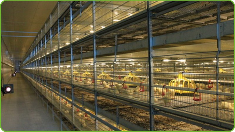 Automatic Feeding System