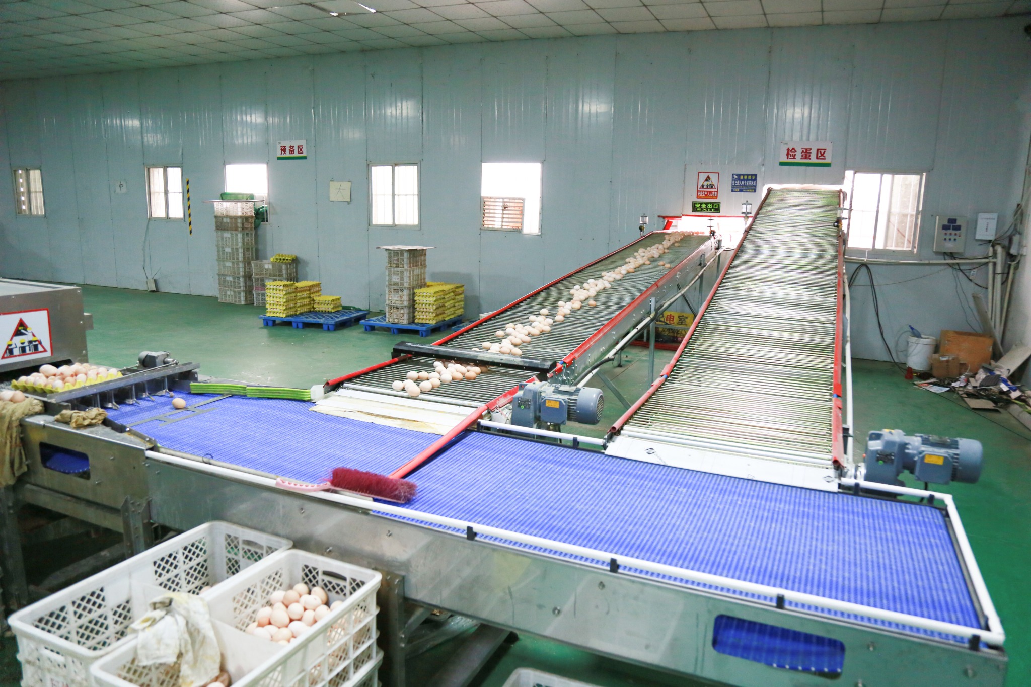 Philippines egg sorting project with conveyor and packing area