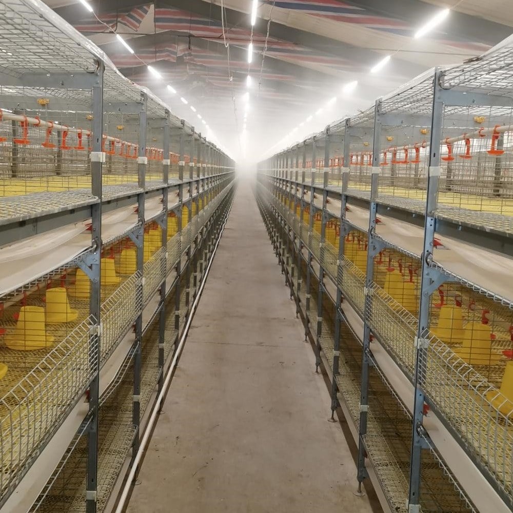 broiler cage system lighting