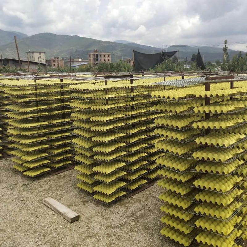 Natural drying of paper egg trays outdoors