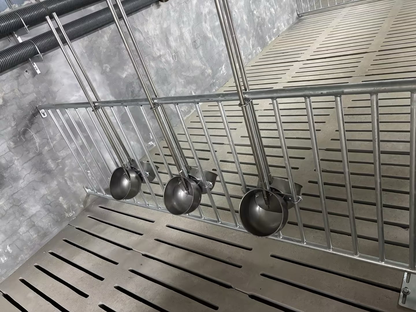Stainless steel bowl drinkers installed in the pen