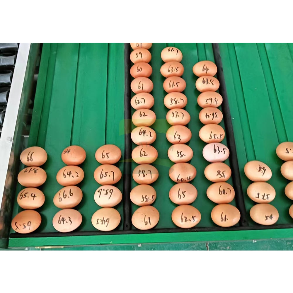 Egg Sorting Machine Working Detail