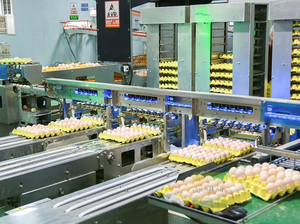 Philippines Egg Sorting Project