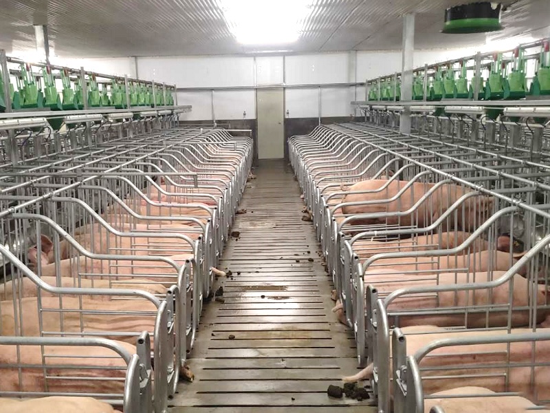 How to Choose Farrowing and Gestation Equipment for a Modern Pig Farm