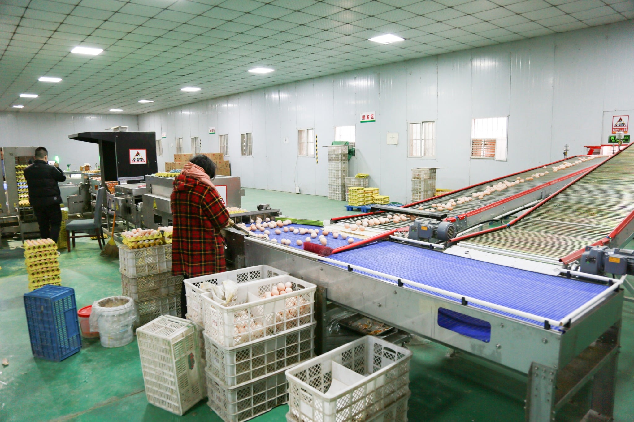 Egg packing room with conveyors and trays