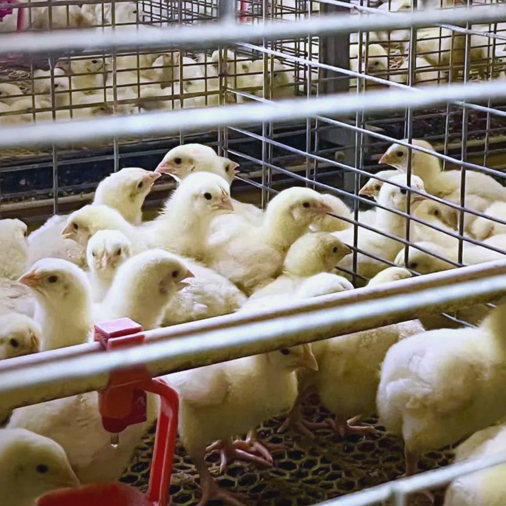 broiler chicks in cage