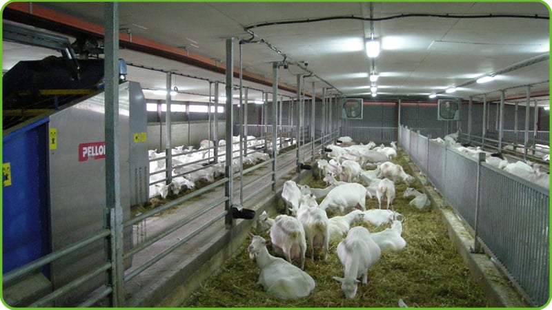 Sheep Neck Rail
