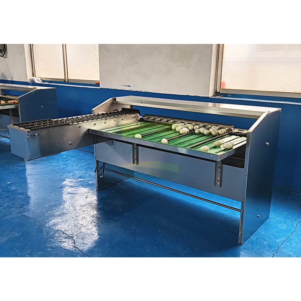 Eggs on Sorting Belt
