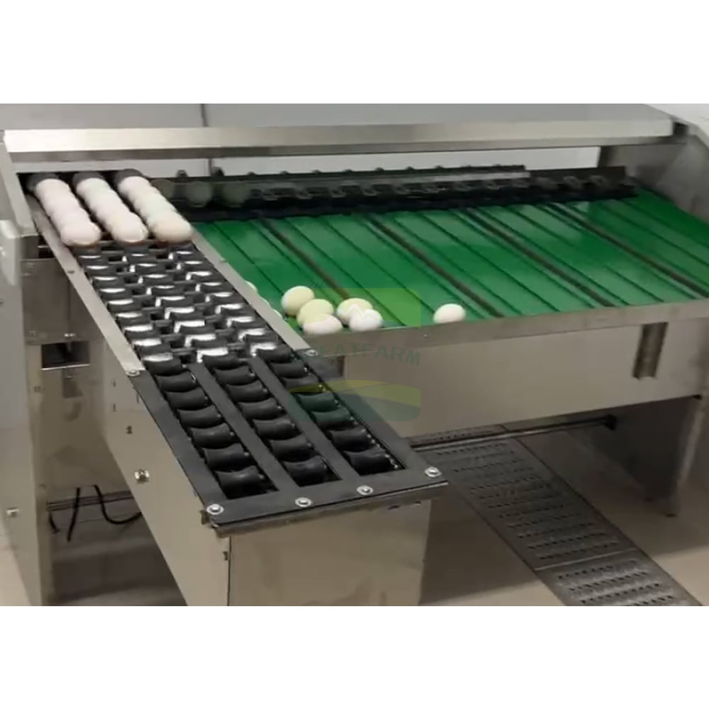 Egg Sorting Machine Working with Eggs