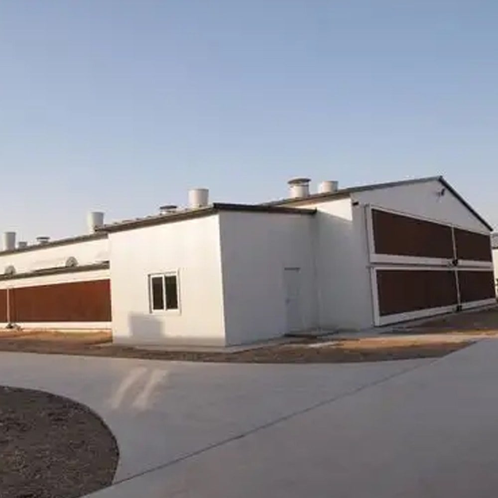 clean broiler cage rows