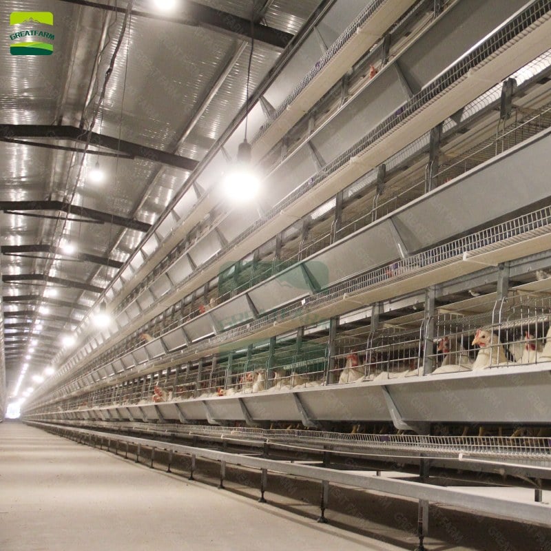 Fully automated chicken farm breeding equipment