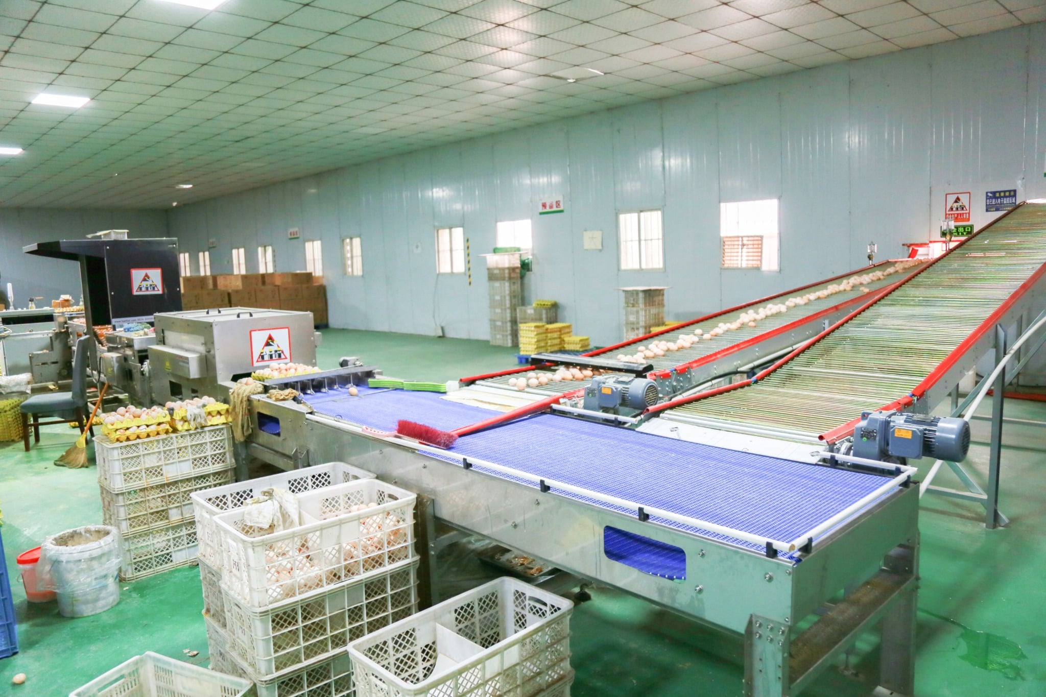 Wide view of egg conveyor and packing room