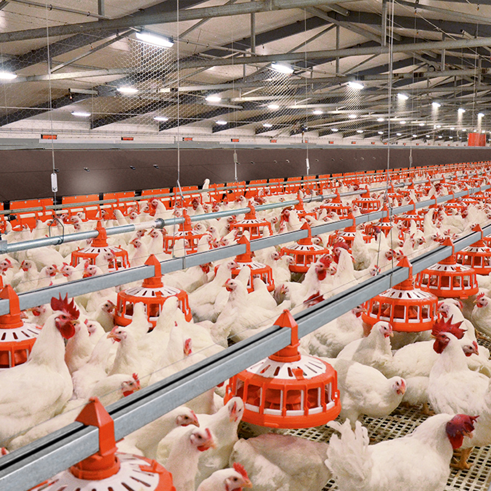 Breeder chicken floor rearing house with automatic pan feeding system