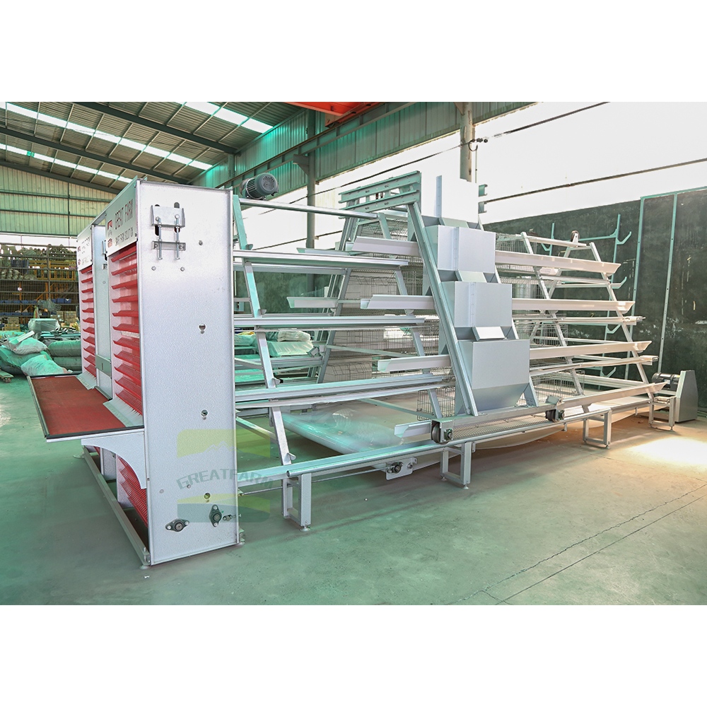 A-Type Layer Cage Rear View with Feeding System