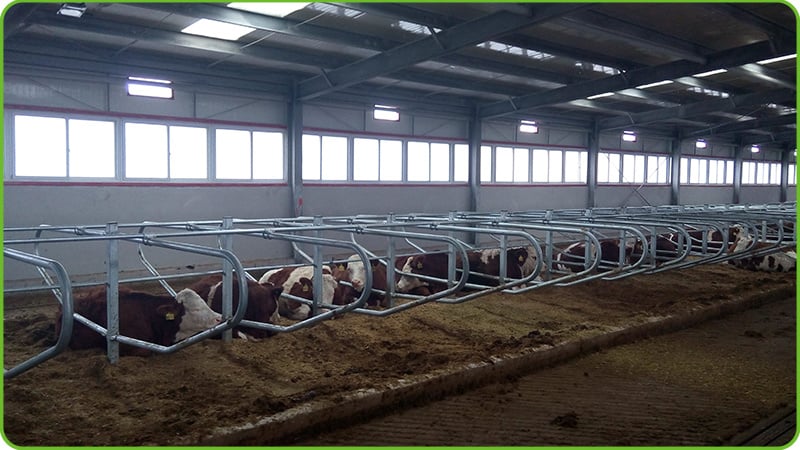 Fully automated beef cattle farm breeding equipment