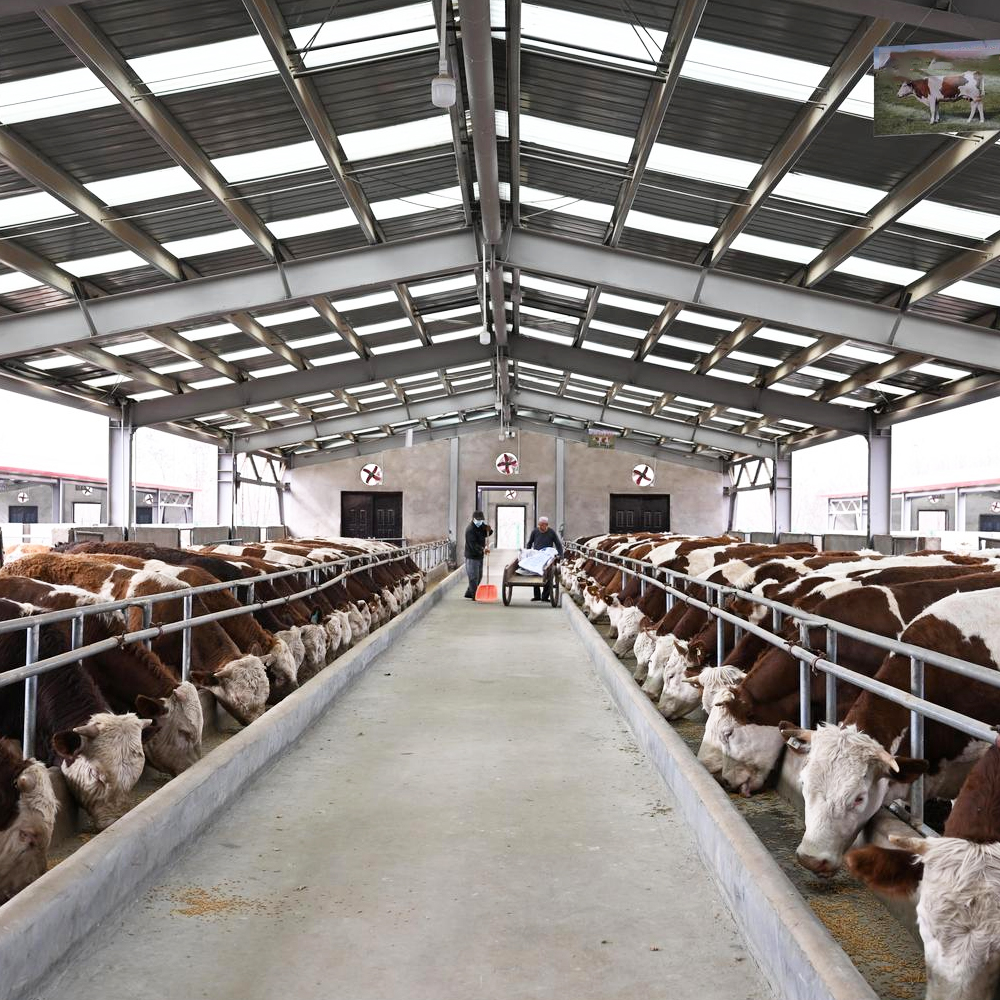 500 Cows Project