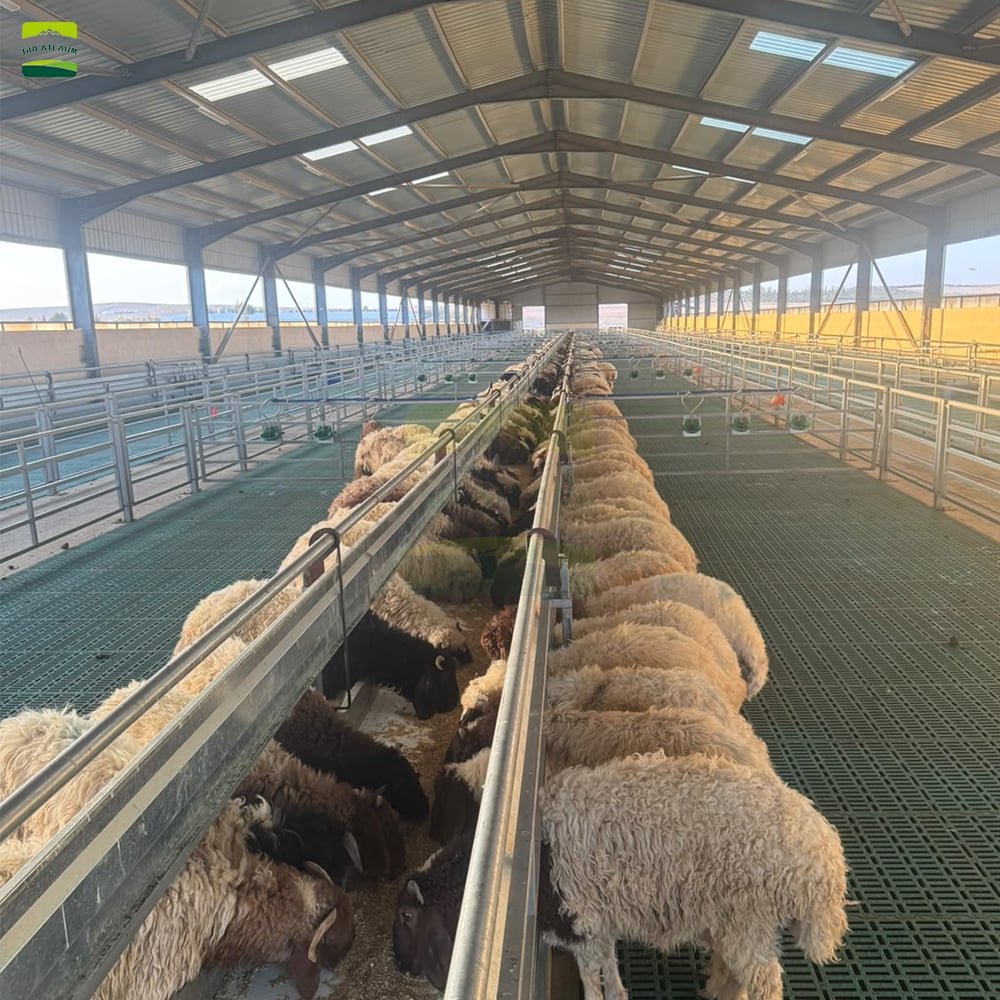10000 sheep farm overall layout