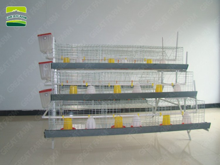 Young Chick Cage
