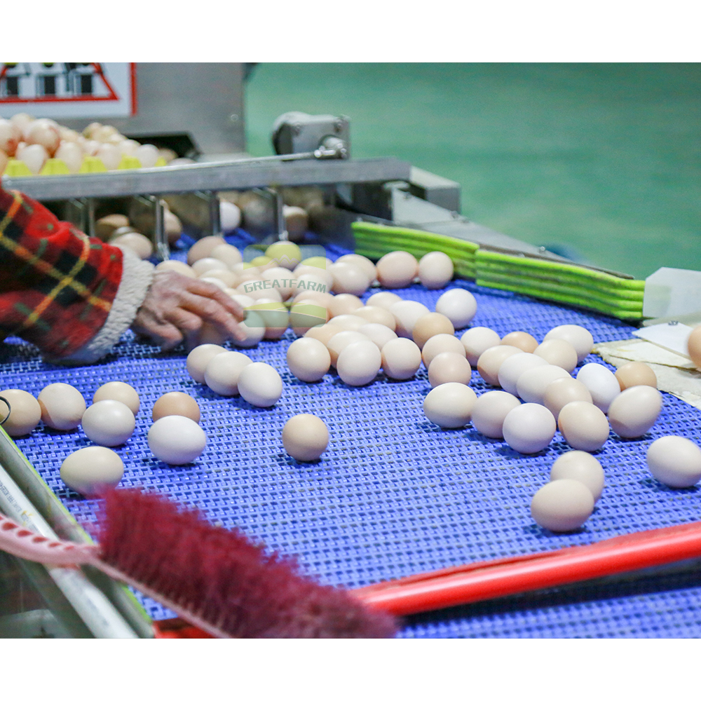 Egg inspection table with manual checking
