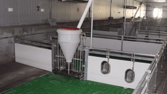 Pig drinking system with nipple drinker and water line