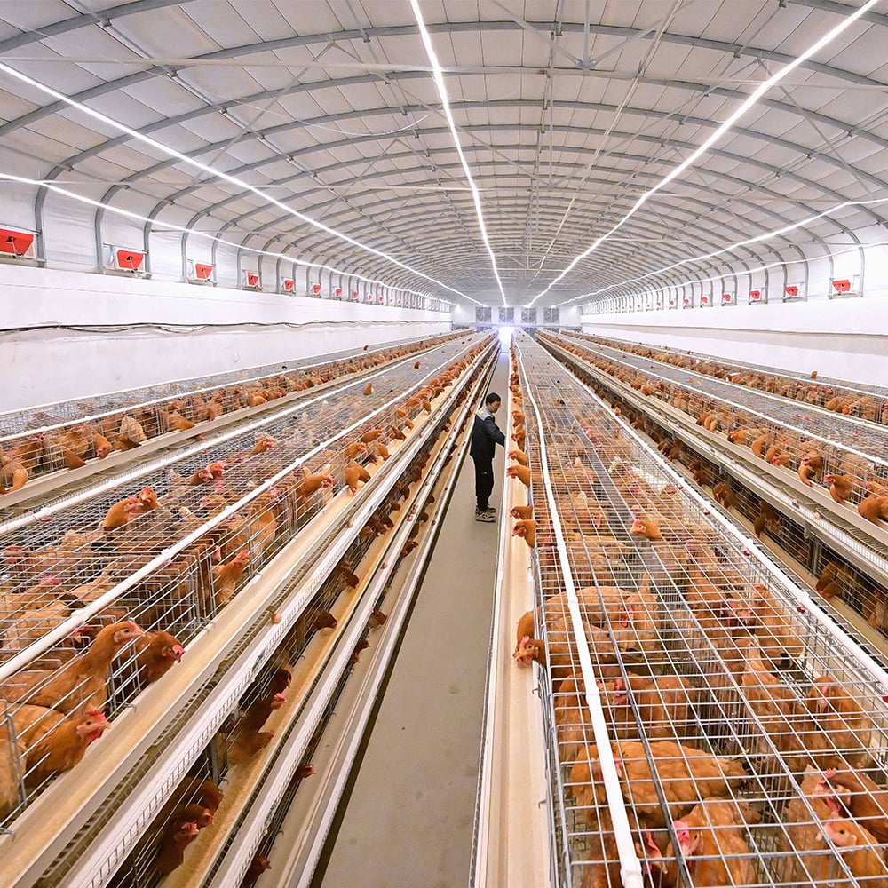 Breeder cage pen and poultry house equipment layout