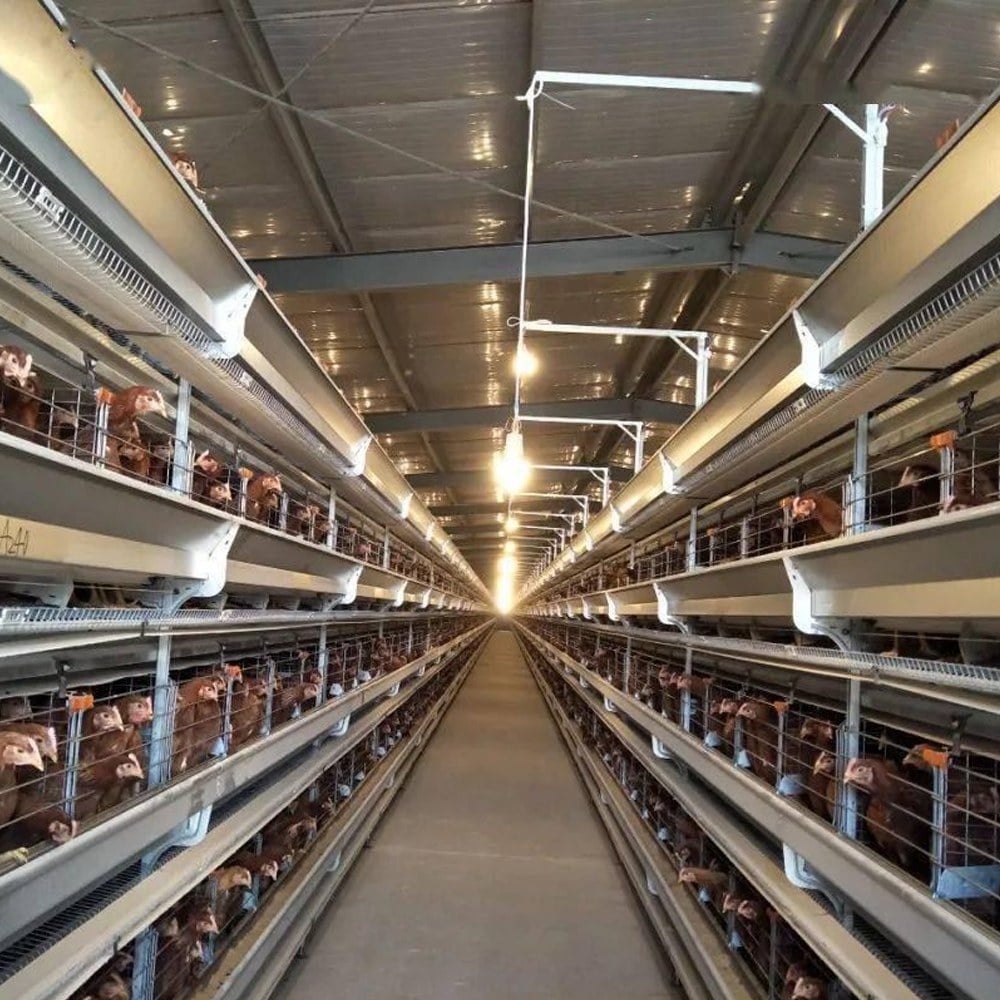 broiler cage project aisle
