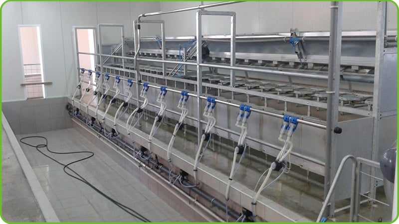 Fixed Rapid Milking Stand