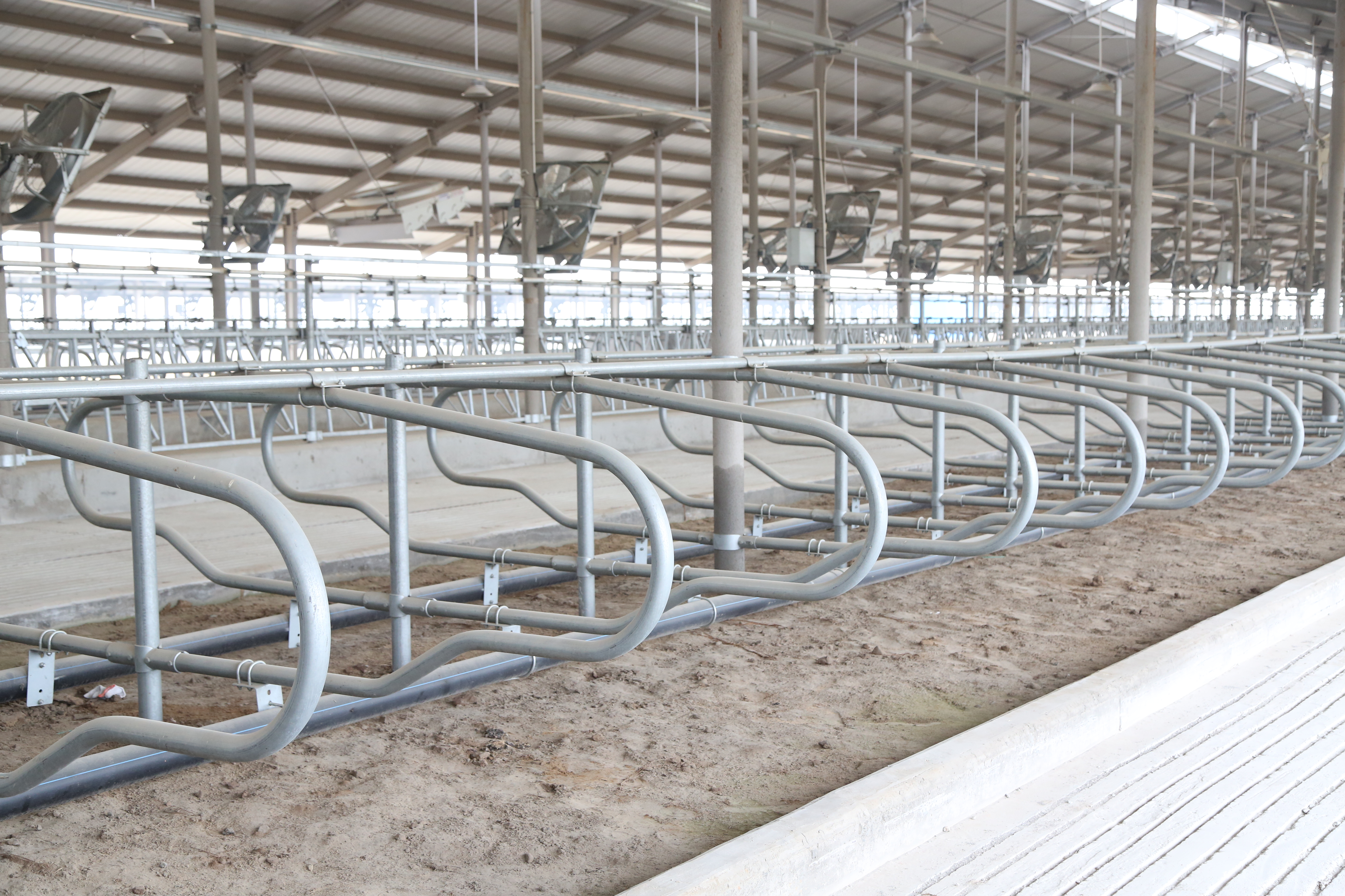 Comfortable Free Stalls