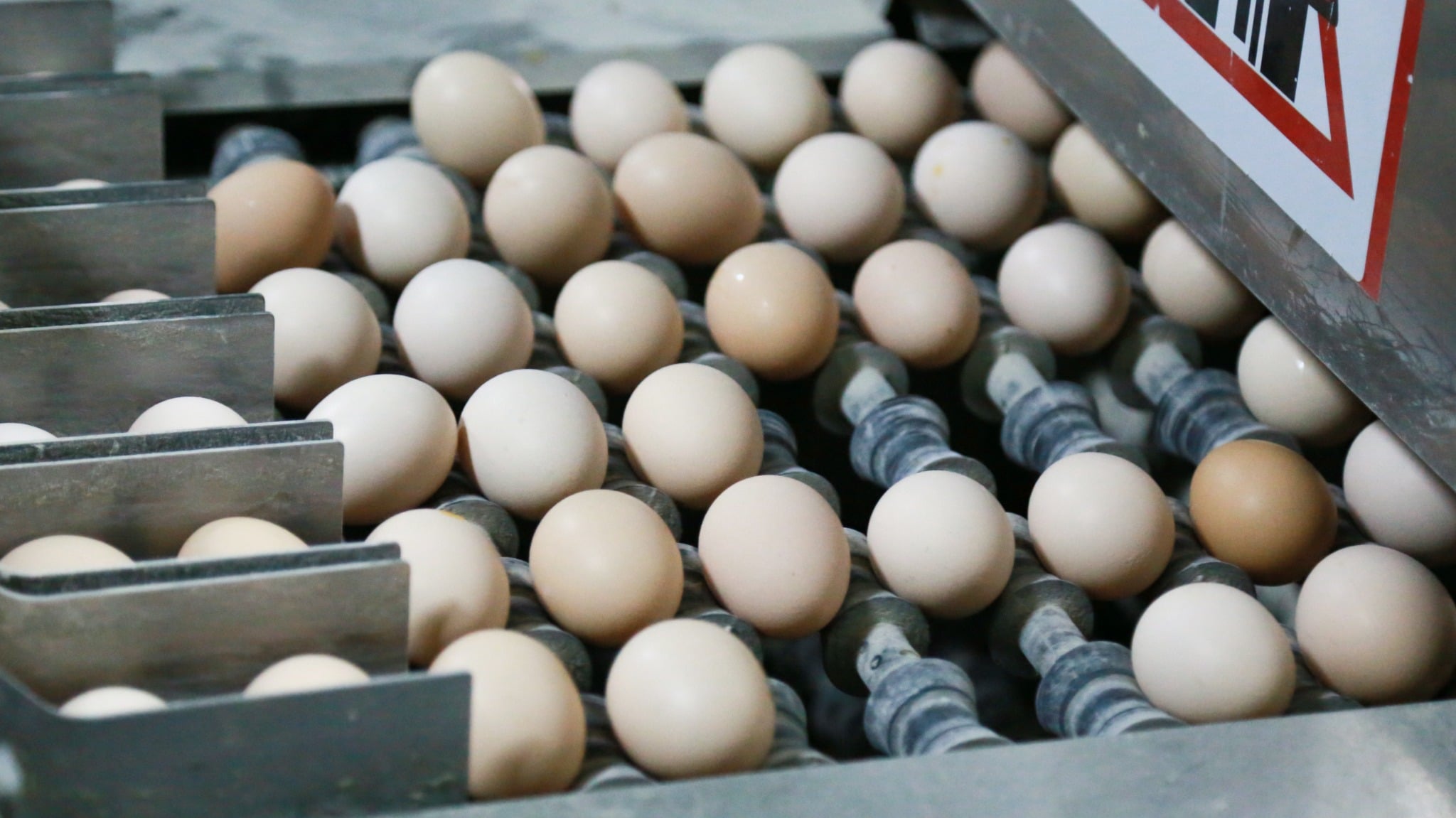 Egg roller conveyor section
