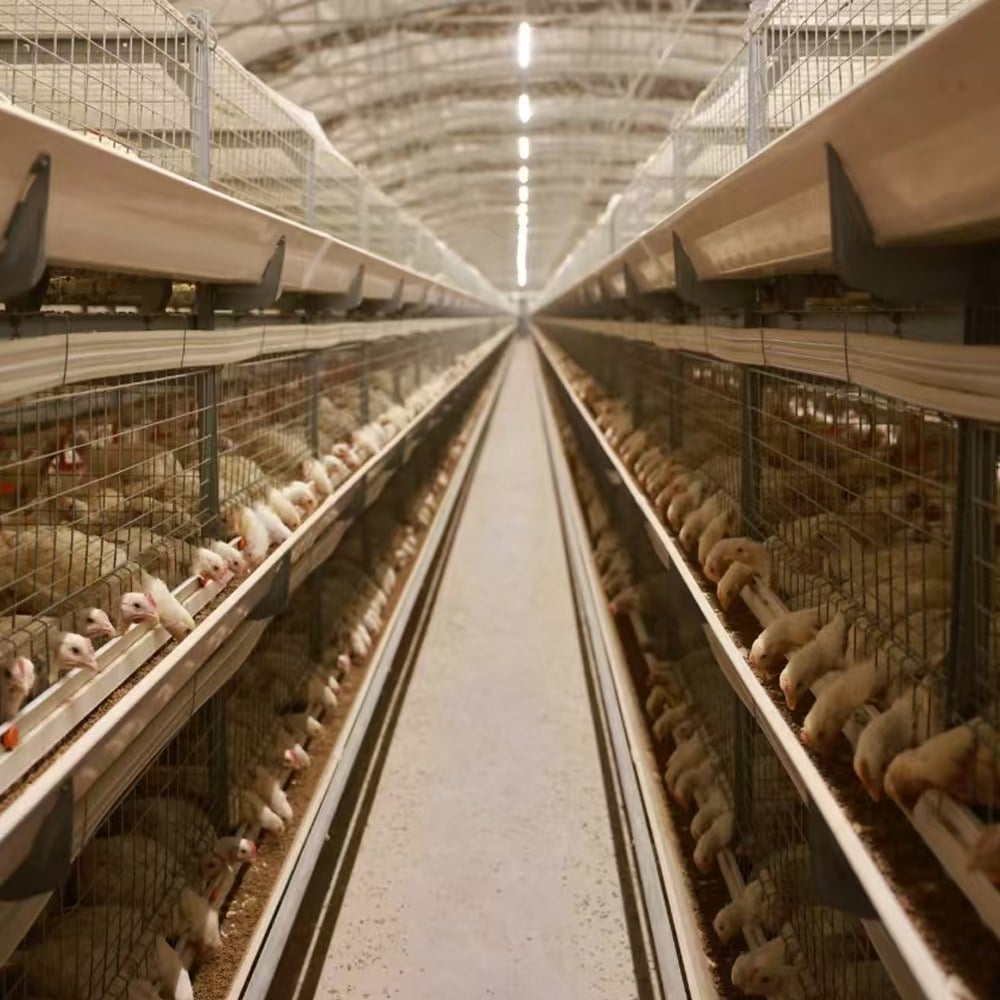 25W broiler cage project house with multi-tier cages