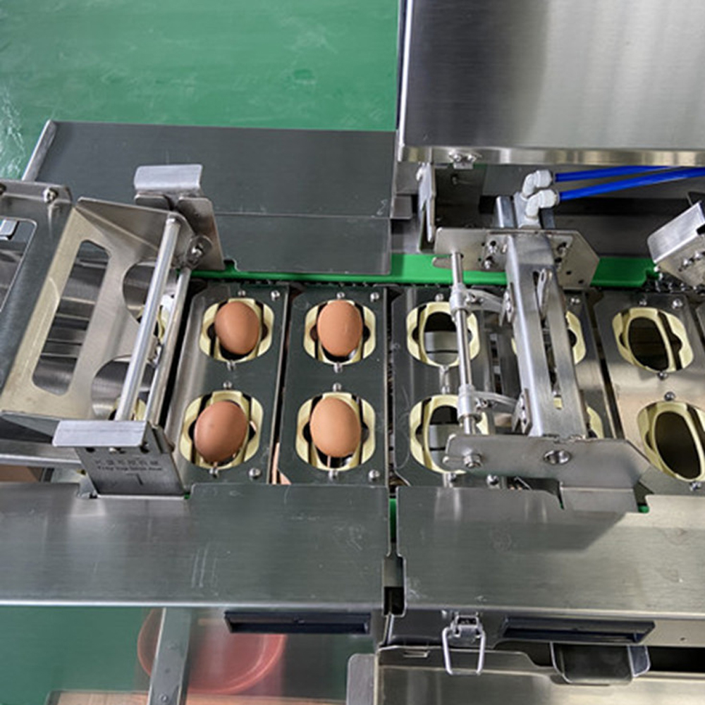 Egg Feeding and Breaking Area