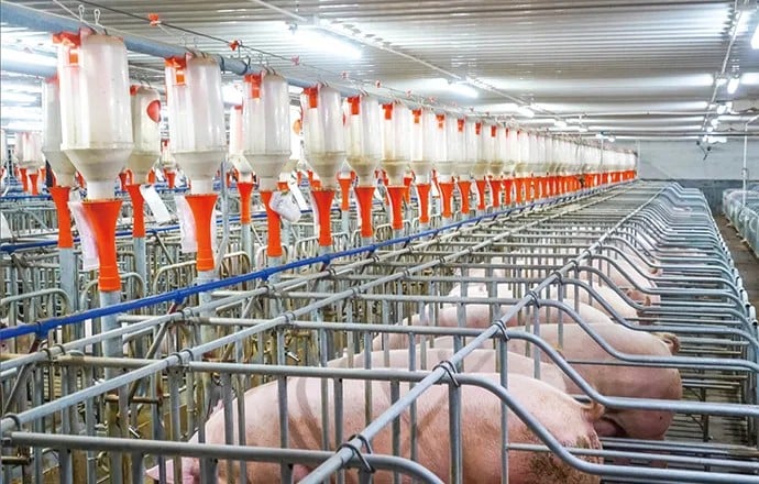 Boar Pen Pig House